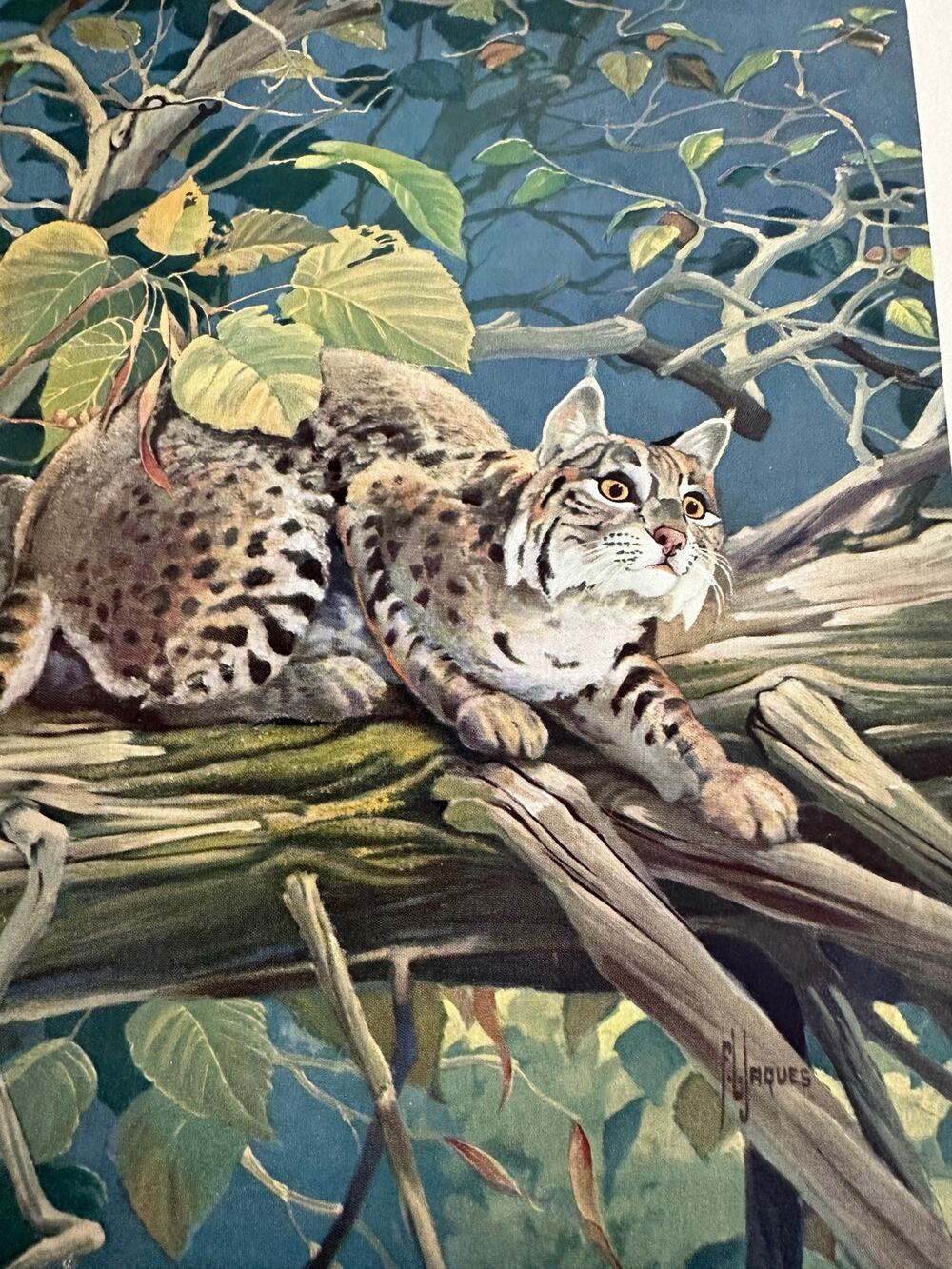 Bobcat Hunting by Francis Lee Jaques Wildlife Bookplate Art Print ~260509-WH 173
